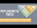 READING PHYLOGENETIC TREES (ALL ABOUT SISTER TAXA, MONOPHYLETIC GROUPS, PARSIMONY)