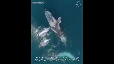 سورة الأنبياء (الآيات 87-88)،إسلام صُبحي