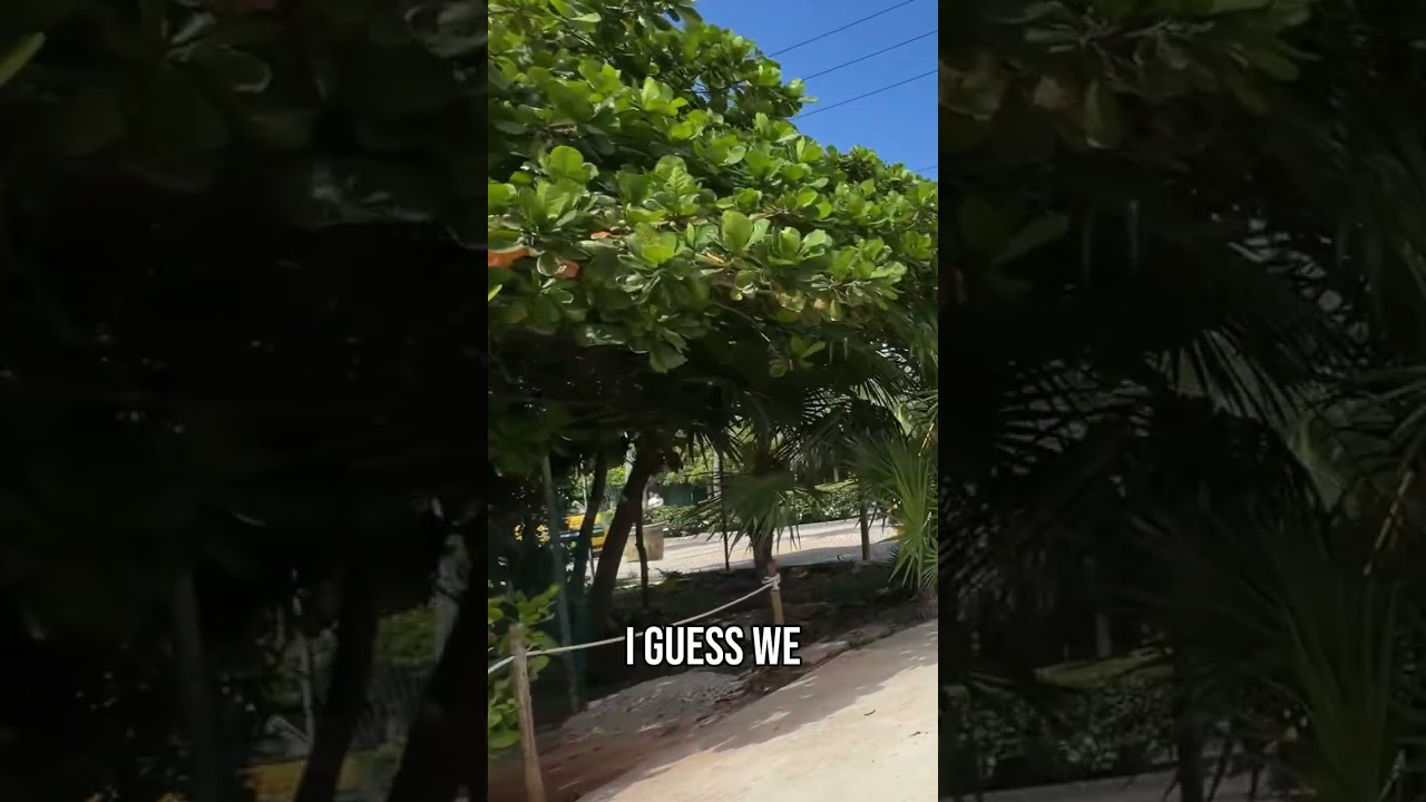 Navigating the Costa Maya Cruise Terminal Maze #shorts