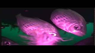 Underwater camera test 2026
