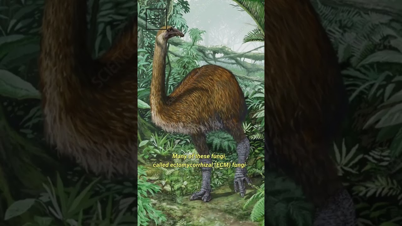 What Moa Droppings Reveal About Fungi’s Secret Role in Ancient Forests!