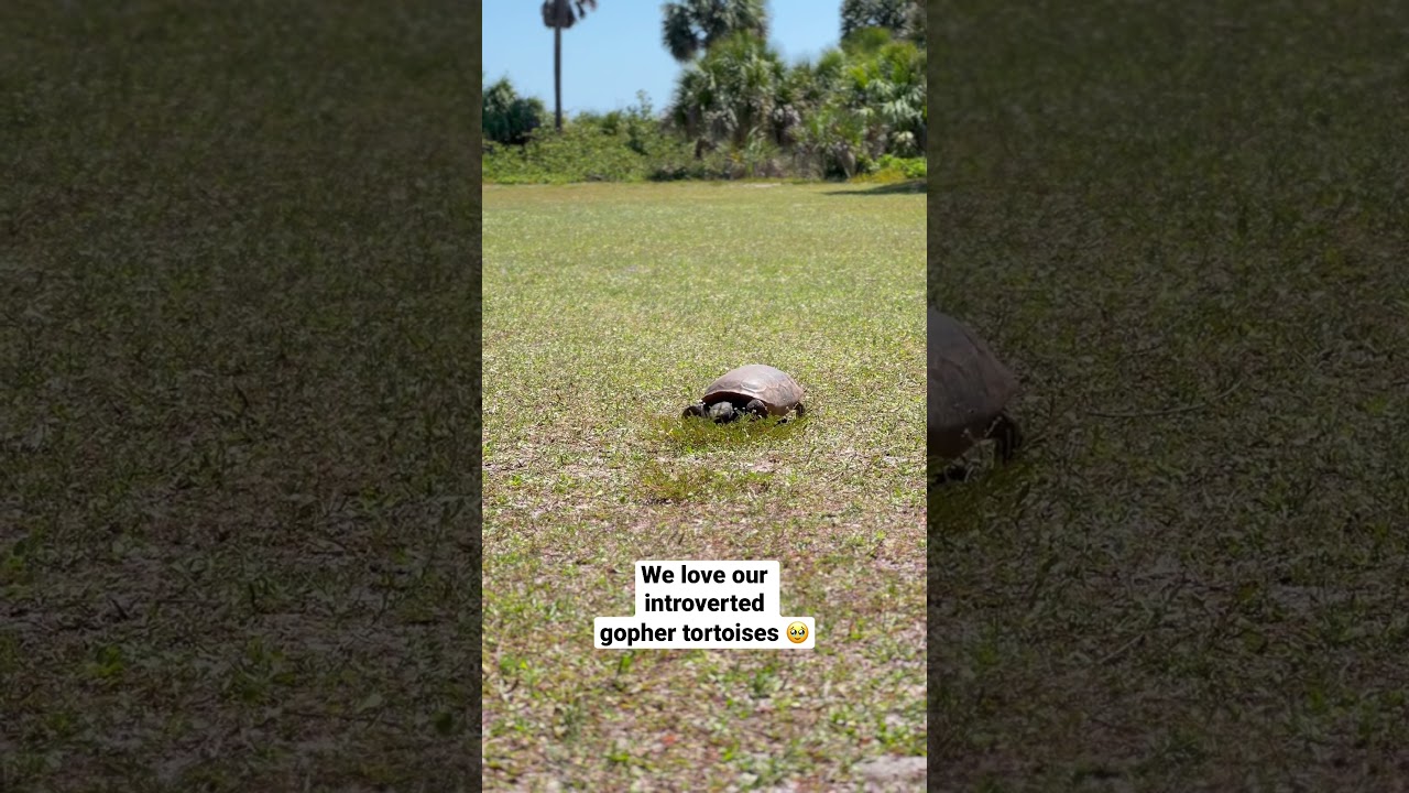 #GopherTortoises