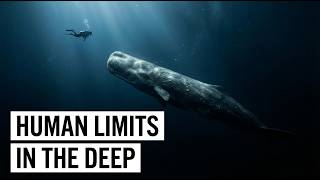 Why Humans Can't Dive as Deep as Whales Under Pressure How Whales Conquer Crushing Depths