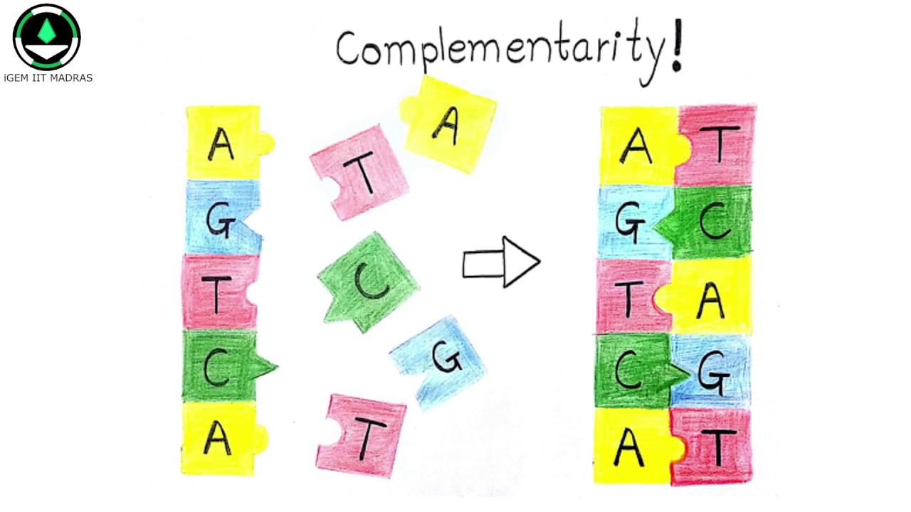 Replication and Transcription : English - Language Project