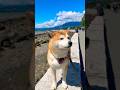 May 16, 2026 Seawall walk remix with audio I played audio soundtrack #vancouver #shibainu #shiba