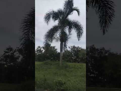 surah Al faatiha | The Opening | Most Beautiful Quran Recitation | Heart Touching & Peaceful