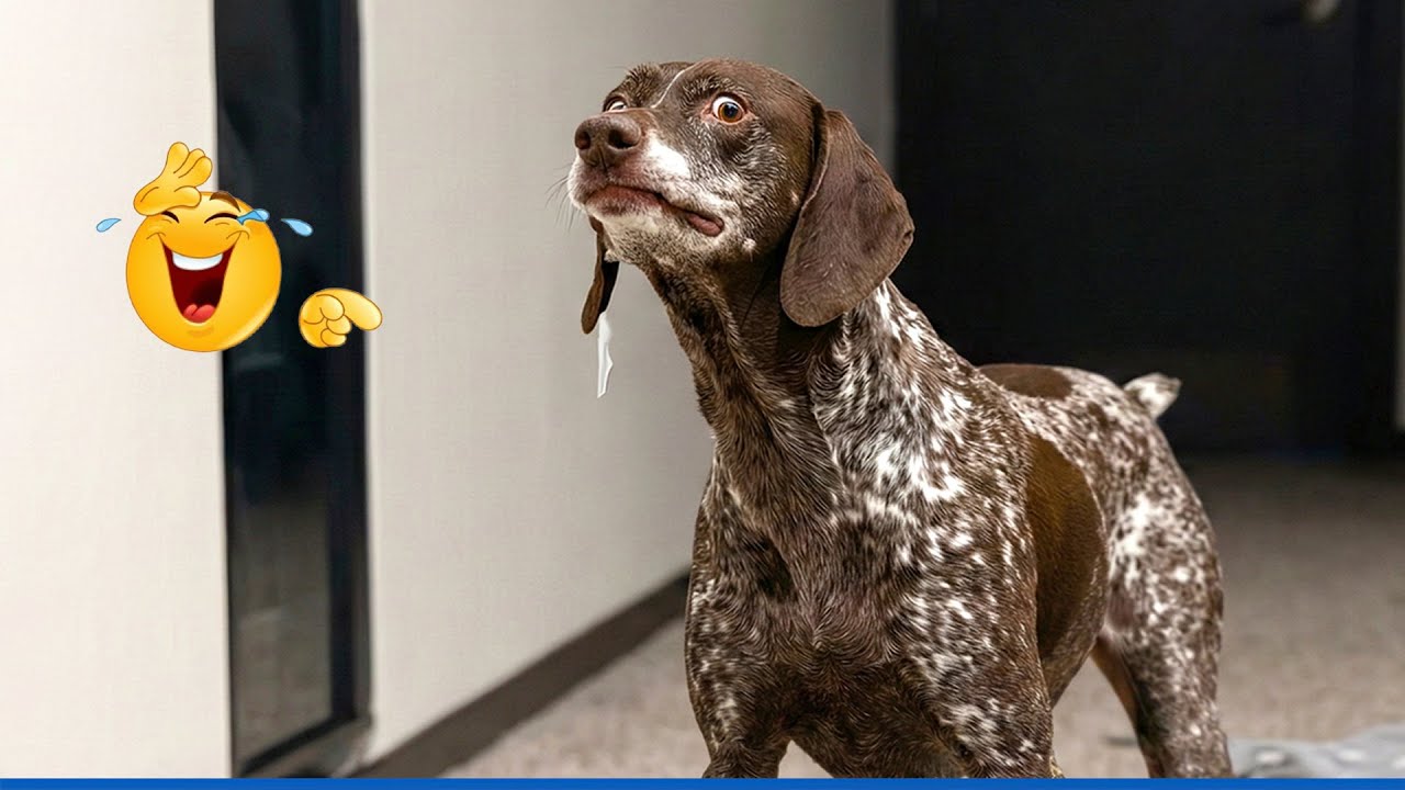 When God Sends You Funny Dogs And Cats 😹🐶Funniest Pets Compilation That Will Make You Laugh Until