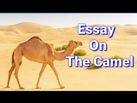 short essay in english on camel