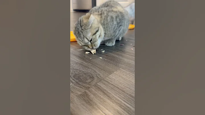 Video 7602761: cats scottishfold funny pets, cat funny scottishfold kitten, scottishfold meow