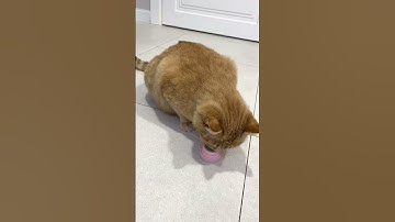 First Reaction to Catnip Ball