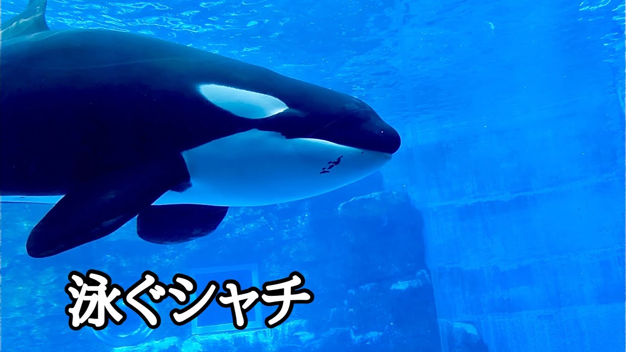 シャチ リンちゃん プールをぐるっと泳いでいます【名古屋港水族館
