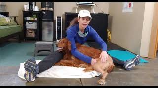 How to Help Your Dog Heal After Cruciate Surgery | Increasing Range of Motion
