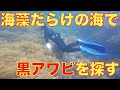 海藻が生い茂る海でアワビ漁にいってきました。