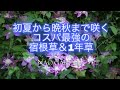 【ガーデニングvlog】初夏から晩秋までよく咲く‼️コスパ最強のオススメ宿根草&1年草5つ|わくわくする最近のお庭の様子🌿|Cospa's strongest plant 5