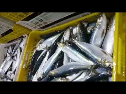 Video: Den Ydmyge Sardine (små Pelagics): Fisk Som Mad Eller Foder