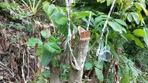 GHÉP NHÃN | BẠN NÀO MUỐN CẢI TẠO CÂY NHÃN - NÊN XEM|| VƯỜN CÂY ĂN TRÁI VLOG