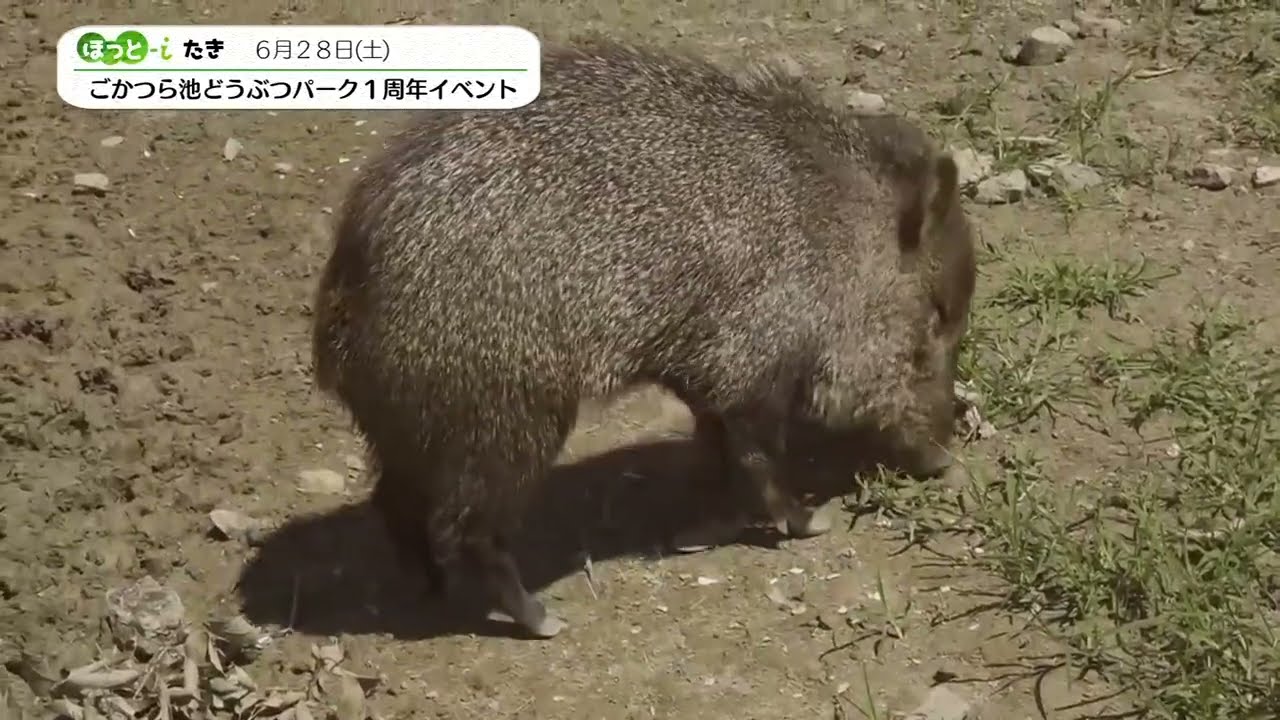 ごかつら池どうぶつパーク　リニューアル1周年イベント