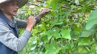 【種佛手瓜】嫩芽「龍鬚菜」