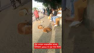ট্রেন চলাচলের বিঘ্ন,তাই কর্তব্যরত genius রা rest  নিচ্ছে#trending#efficent#have good day