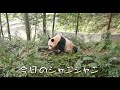 【シャンシャンの最新情報】#パンダ #シャンシャン#可愛い 今日のシャンシャン、彼女のガーデンでカリカリと竹を食べている。シャンシャンは四川語を慣れているようだ🤭