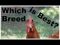 What Kind of Chickens Should You Get?