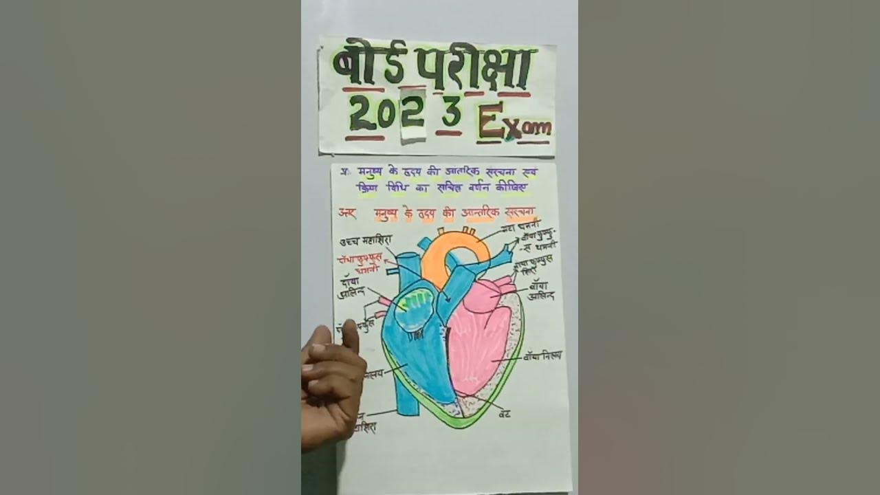 💥internal structure of heart 💥 हृदय की आंतरिक संरचना का नामांकित चित्र