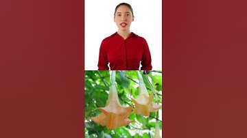 Are These the Top 3 Most Dangerous Plants in Europe? Or Do You Know Even Deadlier Ones?