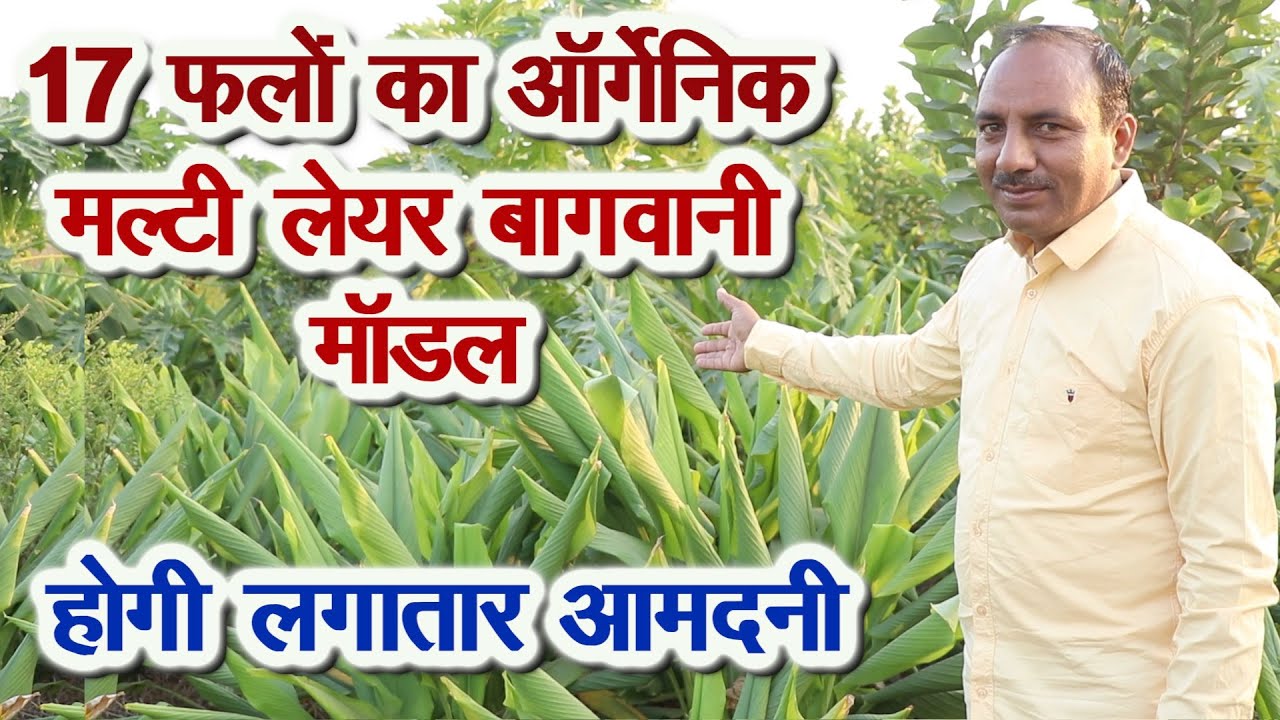 17 फलों का ऑर्गेनिक बागवानी मॉडल, ऐसे लगाएं, होगी अच्छी आमदनी Multi-layer Organic Orchard