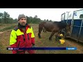 Animaux : Le retour du cheval de trait en forêt