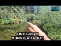 TINY creek is full of MONSTER trout - a creek this small should not have this many BIG fish! p18