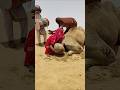 لحظات فرح بعد إنقاذ الجمل من حرارة الصحراء 🌞🐪💃#camel #shorts