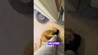 Your Cat Attacks Your Feet For A Reason 🐱
