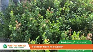 Buleberry Fidanı Ve Faydaları