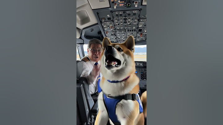 Quick-thinking dog saves a plane full of people from disaster!