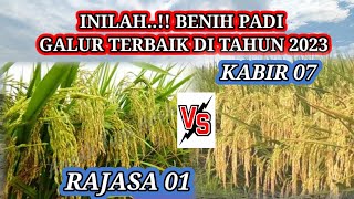 These are the Best Rice Seeds in 2023// Padi Rajasa 01 Vs Padi Kabir 07