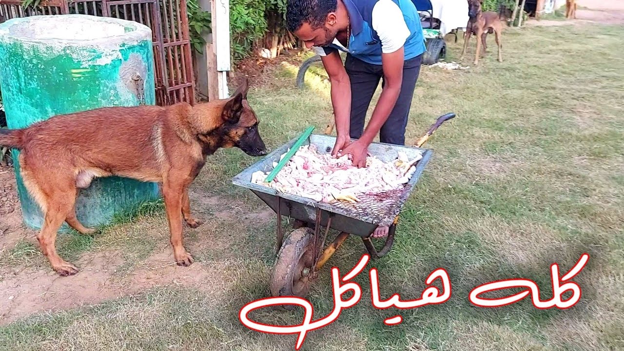 اسرع طريقه اكلت بيها كلابي. محصلش مشكله ولا اشتباك