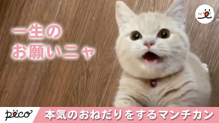 Watch the video about Munchkin Kitty Makes Serious Appeal for Snack [PECO TV]