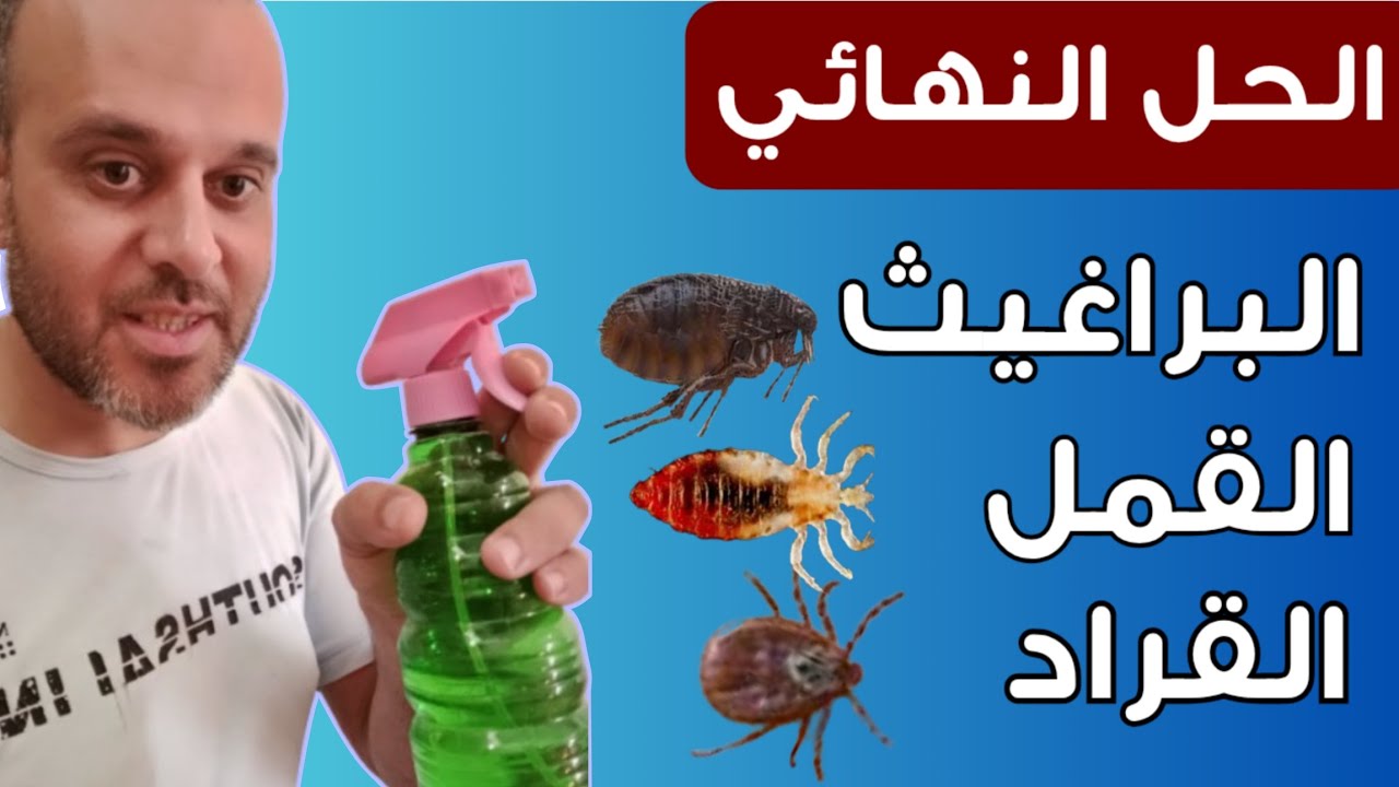الحل النهائي للقضاء على البراغيت و القمل و القراد في الماعز والجديان والأغنام 