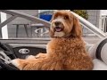 Kids ask dog to drive boat after he sits in captain's chair