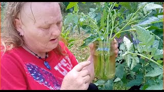 Starting Tomato Plants From Suckers by Old Ways Gardening and Prepping 578 views 9 days ago 18 minutes