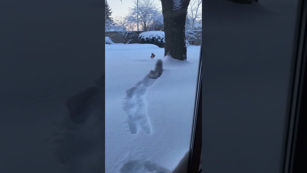 A funny cat wants to catch a cunning squirrel😂😻💖#cat #memehub #funnyvideo #amazingmemes #cutecats