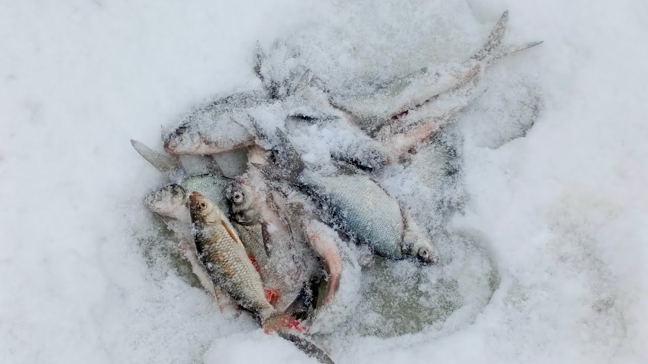 Зимняя рыбалка 2026. Мешок за час! Секретная Лунка.