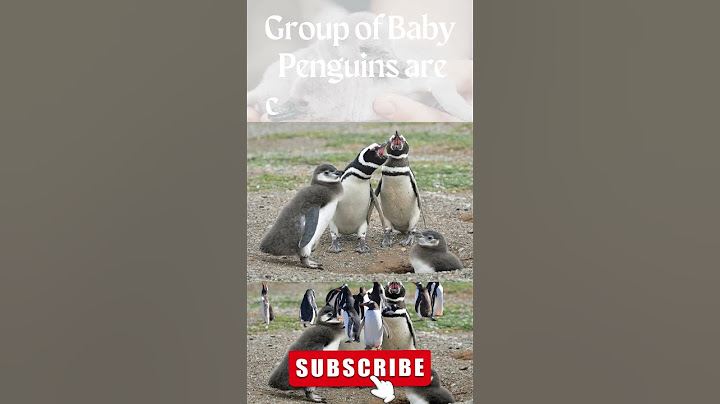 What is a group of Penguins called? #shorts #youtubeshorts #shortsvideo