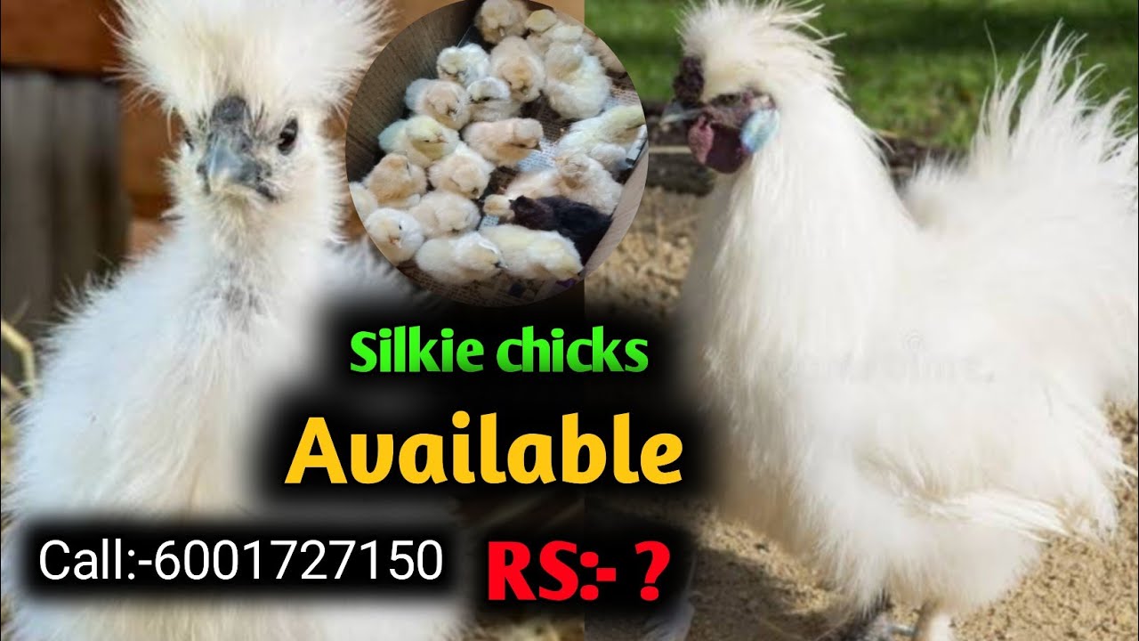 বৰ্তমান 30 পিচ Silkie পোৱালি Available আছে  লাগিলে এতিয়াই ল'ব পাৰে 🐣🐣|| Silkie chicks available