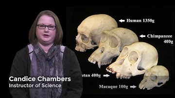 Honors Forensic Science: Anthropology