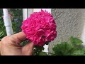 Новости с балкона. Новые сорта пеларгоний. (Герань) Pelargoniums