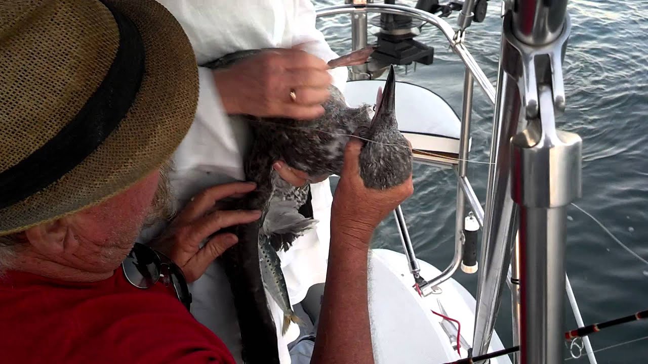 Seagull catch and release