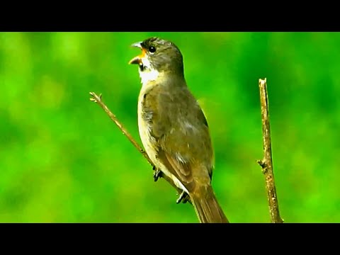 O pássaro Papa-capim cantando solto na natureza