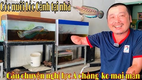 Góc nuôi Cá Lóc Cảnh Miền Tây và câu chuyện nghị lực về cuộc sống - Thái Salem vê lốc