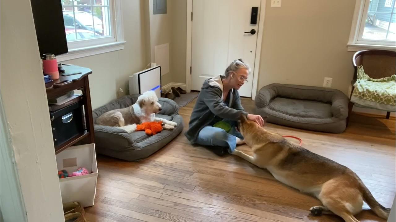 Chat about collar and Leash/handling/husbandry/cooperative care chin